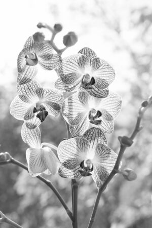 Orchid growing tips. How take care orchid plants indoors. Most commonly grown house plants. Orchids gorgeous blossom close up. Orchid flower pink and yellow bloom. Phalaenopsis orchid. Botany conceptの写真素材