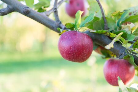 Ripe beauty. Ripe apples dangle on tree. Red apples on branch. Ripe season for fruits. Harvest time. Ready to eat. Mellow and ripe.の写真素材