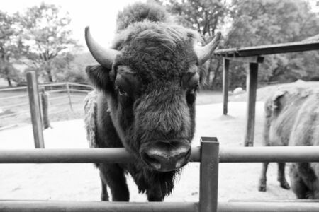 Buffalo wildlife. Head with horns. Buffalo bull concept. Animal bull in zoo or shelter. Bull bison closeup. Furry brown animal habits in summer outdoor on field in natureの写真素材