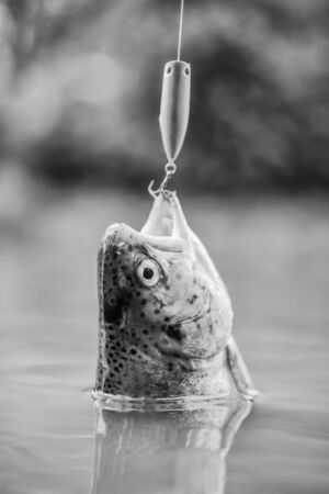 On hook. Silence concept. Fish open mouth hang on hook. fishing equipment. Fish trout caught in freshwater. Bait spoon line fishing accessories. Fish in trap. Victim of poaching. Save natureの写真素材