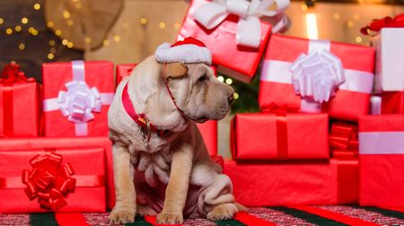 Wish list. Small shar pei puppy. Puppy santa claus. Little dog gift boxes background. Dog year. Veterinary concept. Vet shop. Adorable puppy xmas gift. Goods for animals. Love and care.の写真素材
