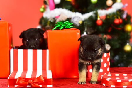 Puppies in gift boxesの写真素材