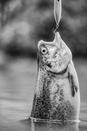 It is a big fish. trout bait. catch fish. fall into trap. fly fishing trout. recreation and leisure. fishing on lake. Good catch. hobby and sport activity. fish on hook. stalemate and hopelessness.の写真素材