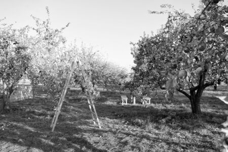To plant garden is to believe in tomorrow. Apple garden. Apple trees grow in fruit garden. Garden...