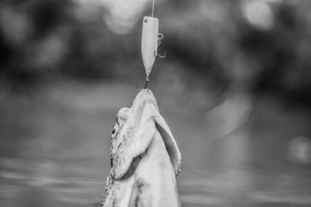 fishing on lake. Good catch. fly fishing trout. recreation and leisure. hobby and sport activity. fish on hook. stalemate and hopelessness. trout bait. catch fish. fall into trap. Look what we caughtの写真素材