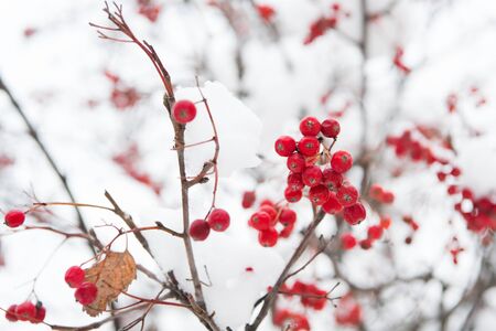 Christmas rowan berry branch. Hawthorn berries bunch. Rowanberry twig in snow. winter berry. Berries of red ash in snow. Winter background. Frosted red berries. Red rowan in hoarfrost.の写真素材