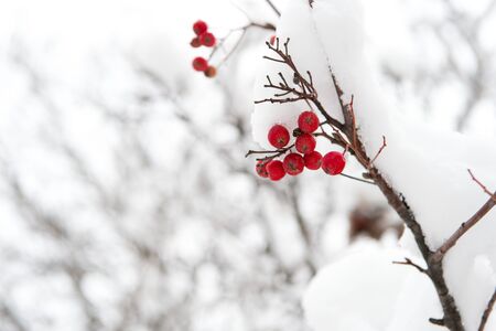 useful for your health. Rowanberry twig in snow. winter berry. Berries of red ash. Winter...