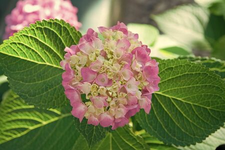 Tender flowers soft little petals. Perfume aroma fragrance concept. Flower scent. Blossom of pink hydrangea close up. Gorgeous hydrangea blooming. Hydrangea summer flower plant. Gardening and botany.の写真素材