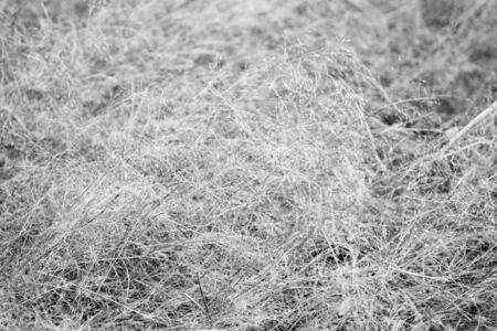 Fall is coming. Dry spikelets sunny autumn day close up. Vegetation diversity. Plants resistance climate conditions. Spikelets grow in field. Vegetation of field or valley. Spikelets type of flora.の写真素材