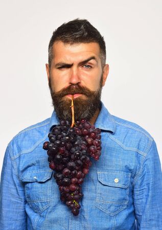 Winegrower with confused face holds cluster of grapes in mouth.の写真素材