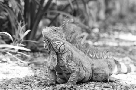 Wild green lizard or iguana bearded dragon reptile animal sunny summer outdoor sits near grass on natural backgroundの写真素材