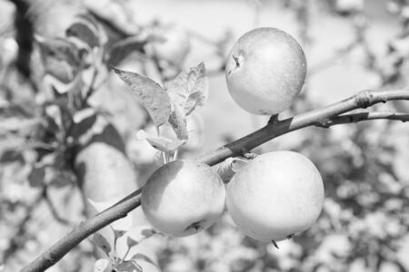 Apples yellow ripe fruits on branch sky background. Apples harvesting fall season. Gardening and...
