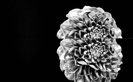 Stylish bouquet. Botany concept. Beautiful silver flowers. Floral shop. Metallic steel or golden color. Metal flowers. Eternal beauty. Fashion and beauty. Flowers covered metallic paint close up.の写真素材