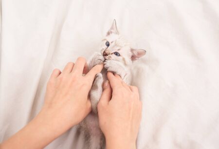 happy lovely cat. Cute kitten in the hands of woman. pet therapy. white fluffy kitten laying on bed. woman take care of her little kitten. trust and support. friendship between human and petの写真素材