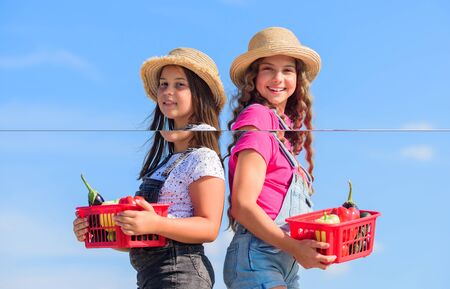 Village rustic style. Kids gathering vegetables in basket. Selling homegrown food concept. Vegetables market. Natural vitamin nutrition. Organic vegetables. Girls cute children in hats farmingの写真素材