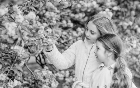 Flowers soft pink clouds. Children enjoy warm spring. Girls posing near sakura. Lost in blossom. Kids on pink flowers of sakura tree background. Kids enjoying cherry blossom sakura. Botany conceptの写真素材