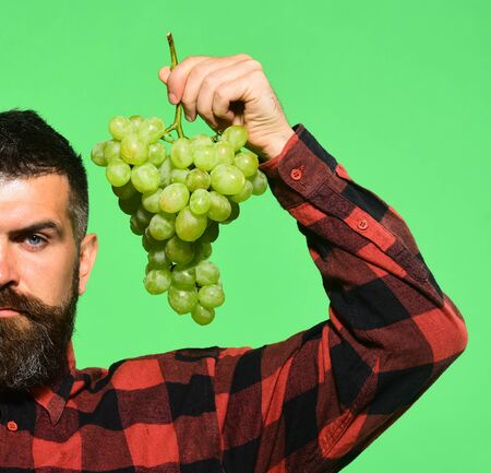 Winegrower with serious face holds cluster of white grapes.の写真素材