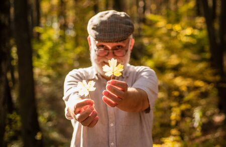 Botanist examine herbs. Bearded grandfather in forest. Man enjoy autumn nature. Curiosity to botany. Explore world around. Pensioner hiking in forest on sunny autumn day. Old man collect leaves.の写真素材