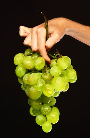 Female hand holds bunch of grapes isolated on black background. Farming and winemaking concept. Cluster of white or green grapes in girls fingers. Autumn vinery harvest idea.の写真素材