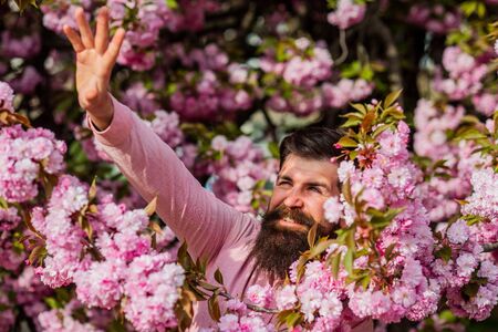 Hide from the sun. park with tourist man reaching sakura flowers under cherry blossom tree. Happy easter. brutal mature hipster in cherry bloom. bearded man enjoy sakura blossom. under the sunlightの写真素材