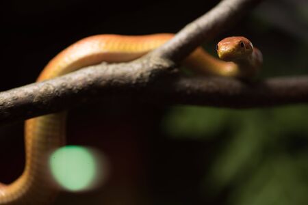 Corn snake with orange skin on nature background, selective focus. Pantherophis Guttatus creeps on tree branch, close up. Wild life and reptiles concept.の写真素材