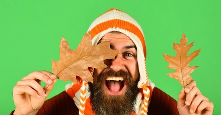 Man in hat holds oak tree leaves on green backgroundの写真素材