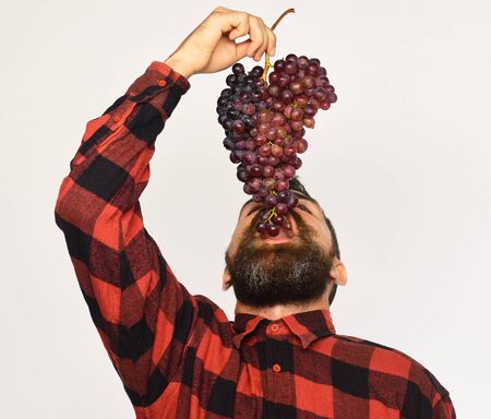 Winegrower with his face up eats cluster of grapesの写真素材