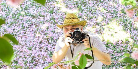 Feeling excited. sakura in full bloom photography. senior bearded man photographing blossom....