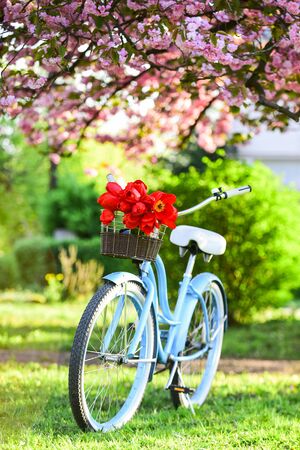 beauty of spring. retro bicycle with tulip flowers in basket. vintage bike in park. sakura blossom in spring garden. nature full of colors and smells. relax and travel. romantic date. season of love.の写真素材