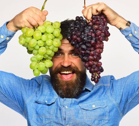Viticulture and gardening concept. Man with beard holds grapesの写真素材