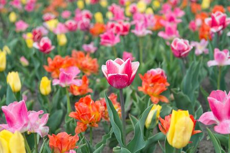 Live brightly. gather the bouquet. multicolored vibrant flowers. field with tulip in netherlands. tulip field with various type and color. nature landscape sightseeing in Europe. fresh spring flowers.の写真素材