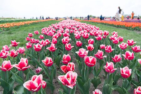 Vast sea of flowers. Flowers blossoming in tulip field. Tulip flowers in spring. Flowers with pink bulbs and green leaves. Flowering plants. Floral shop. Enjoy seasonal blossom. Spring season travelの写真素材
