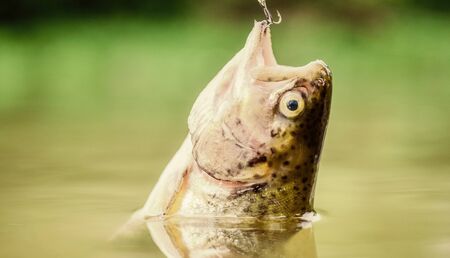 Fish in trap close up. fishing equipment. Bait spoon line fishing accessories. Victim of poaching. Save nature. On hook. Silence concept. Fish trout caught in freshwater. Fish open mouth hang on hook.の写真素材
