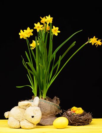 Spring holiday composition holding bright yellow daffodils and sackcloth, toy easter bunny, bird nest made of hay with yellow chickens as decoration and yellow painted egg isolated on black backgroundの写真素材