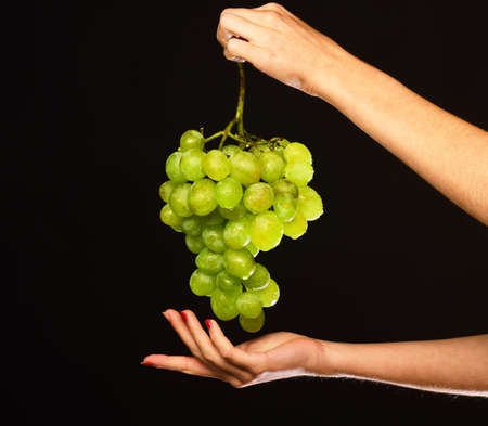Cluster of white or green grapes in girls fingers.の写真素材
