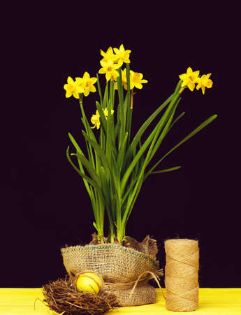 Narcissi in spring yellow colour growing in pot with sackclothの写真素材