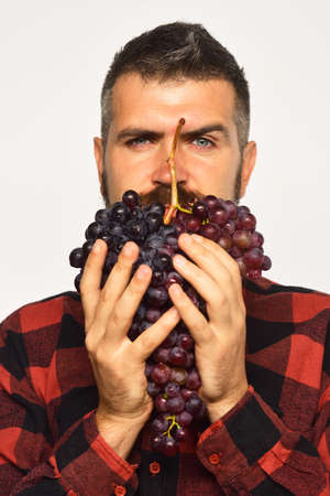 Farmer shows his grapes. Viticulture and gardening concept.の写真素材