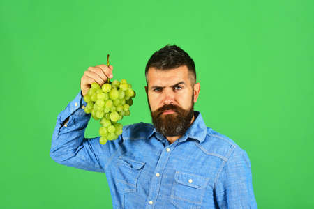Winemaking and autumn concept. Man with beard holds green grapesの写真素材