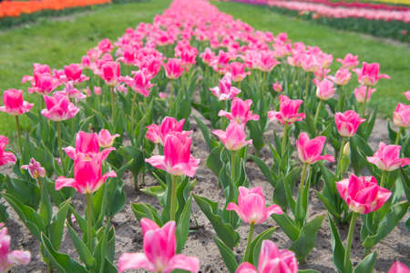 You are so beautiful. nature landscape sightseeing in Europe. fresh spring flowers. gather the bouquet. pink vibrant flowers. field with tulips in netherlands. tulip field with various type and colorの写真素材