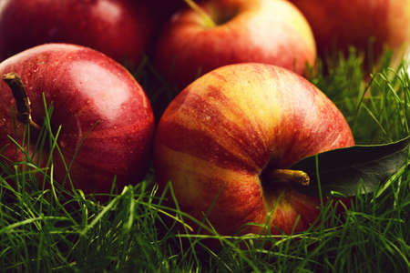 dieting and healthy food, vegetarian and vitamin, gardening and farming,の写真素材