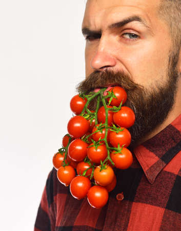 Guy shows his harvest. Man holds tomato berries as beardの写真素材