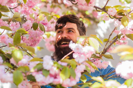 Weekend in garden concept. Lot of flowers surrounding guy. Hiding in bloom. Handsome bearded man outdoors. Happy easter. Brutal hipster in cherry bloom. Man in sakura blossom. Pink tender bloomの写真素材