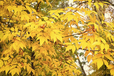 Golden season. Yellow tree. Autumn is coming. Vibrant leaves close up. Autumnal background. Branch...
