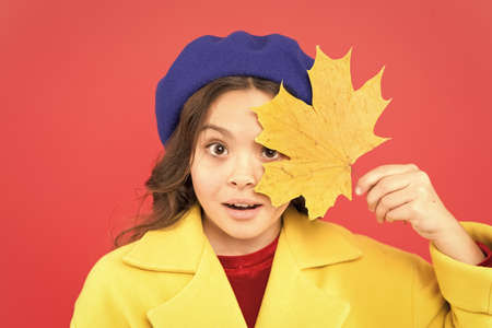 Enjoy season. Hello september. Little girl welcome autumn season. Kid girl cute face hold maple leaf. Child with autumn yellow leaf. Autumn is here. Small girl wear fall outfit on red backgroundの写真素材