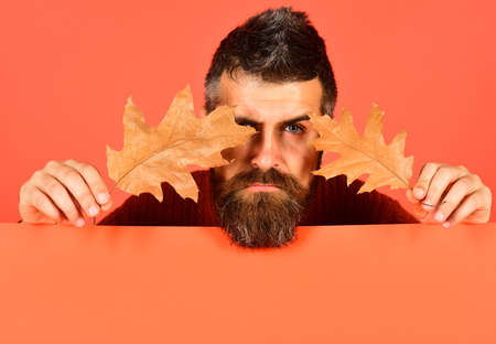 Man holds oak tree leaves on peachy orange backgroundの写真素材