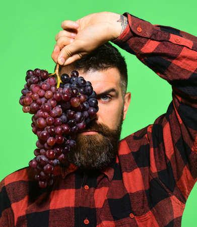 Winegrower with strict face hides behind cluster of grapes.の写真素材