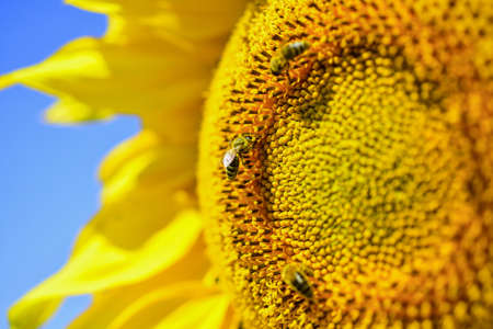 bee making honey closeup. beautiful yellow flower of sunflower. big sunflower close up. summer...