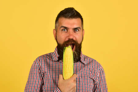 Farmer with cheerful face holds yellow corn near mouthの写真素材