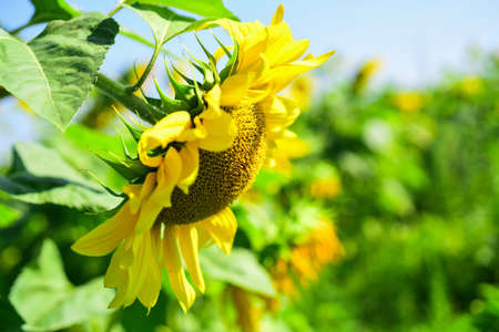 sunflower in field. closeup of yellow flower. beautiful sunflower. summer nature beauty. summer harvest and agriculture conceptの写真素材