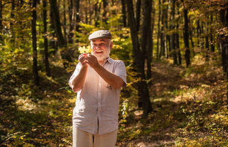 Natural beauty. Elderly man walk on natural landscape. Happy pensioner look at autumn leaves. Autumn nature. Natural environment. Ecology. Natural forest. Nature forestry. Idyllic vacationの写真素材